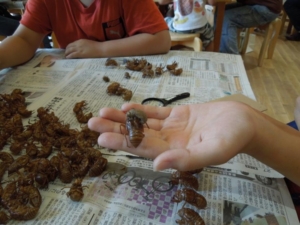 自然ふれあい講座「セミのぬけがらを探せ！2025」を開催しました