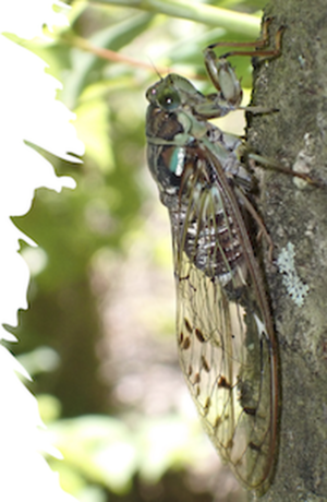 【調査】「セミポチ：アプリでセミの分布を調べよう！」を始めます